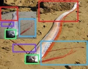 مقارنة بين الصورتين لسمك المجداف فتبينوا